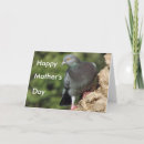 Buscar pichon tarjetas Pájaro