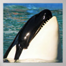 Buscar ballena beluga posters Ballenas
