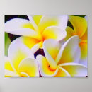 Buscar frangipani posters Amarillo