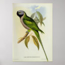 Buscar parakeet posters Birds