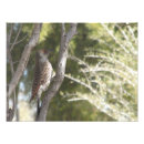 Buscar corriente fotografía Pájaro
