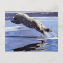 Buscar animal planet postales Naturaleza