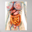 Buscar sistema digestivo humano posters Tracto gastrointestinal