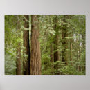 Buscar tronco de árbol posters Rural