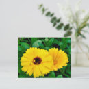 Buscar calendula postales Floral