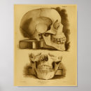 Buscar mandíbula posters Dientes