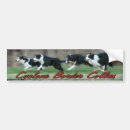 Buscar border collie pegatinas parachoque Reunión