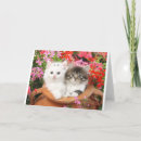 Buscar pote tarjetas Gatito