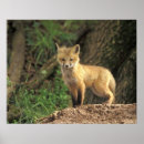 Buscar front posters Wildlife