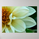 Buscar dalia blanca posters Flores