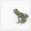 Buscar rana verde pegatinas Longitud total