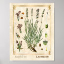 Buscar lavendar posters Vintage