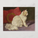 Buscar gato persa blanco Retrato