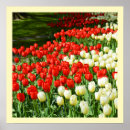 Buscar tulipán blanco posters Rojo