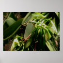 Buscar vainilla posters Orquídea