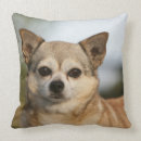 Buscar mirada de la cámara cojines Sacudida y pam langrish