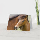 Buscar icelandic tarjetas Rancho