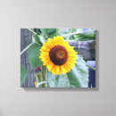 Buscar girasol lienzos Amarillo