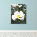 Buscar amapola lienzos Pared