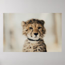 Buscar mullido posters Gato