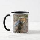 Buscar acinonyx África