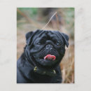 Buscar carlino postales Negro