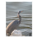 Buscar garza gris posters Naturaleza
