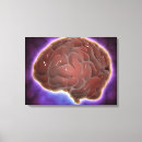 Buscar cerebro humano lienzos Primer