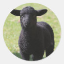 Buscar oveja pegatinas Negro