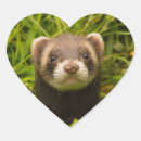 Buscar ferret pegatinas Divertido