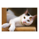 Buscar gato de ojos verdes posters Lindo