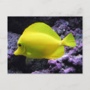 Buscar arrecifes de coral tarjetas Para todos