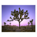 Buscar ocaso posters Amanecer