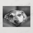 Buscar facial postales Animal