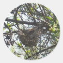 Buscar colibri pegatinas Para niños