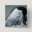 Buscar pingüino collares Bebé