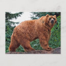 Buscar kodiak Animales