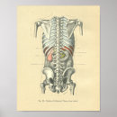 Buscar columna vertebral posters Anatomía