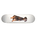 Buscar raza del perro tablas de skate Canino