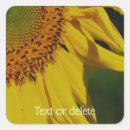 Buscar girasol pegatinas Naturaleza