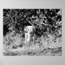 Buscar fawna arte Venado
