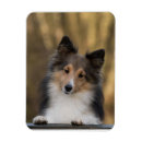 Buscar shetland imanes Miniatura
