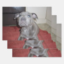 Buscar bull terrier papel de regalo Perro