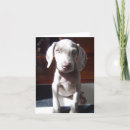Buscar weimaraner postales Perrito