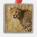 Buscar kenia adornos Nadie