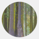 Buscar tronco de árbol pegatinas California