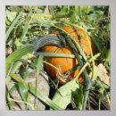 Buscar calabaza fotografía Para ella
