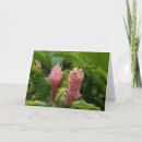 Buscar flor hawaiana tarjetas Tropical
