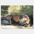 Buscar nutria linda imanes General y unisex