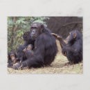 Buscar tanzania postales Parque nacional